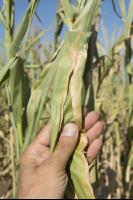 Maize drought 29