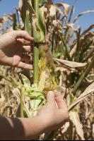 Maize drought 24