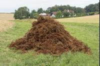 Ampfer ausgestochen 2