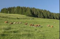Kurzrasenweide 2