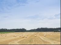 Rundballen Stroh 17