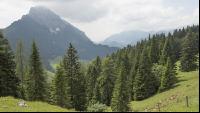 Bergwald 2
