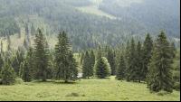 Bergwald 3