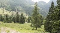 Bergwald 4
