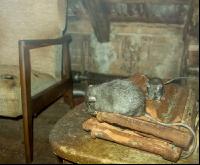 Ratten 3
