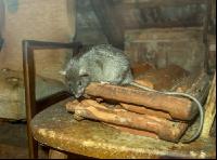 Ratten 2