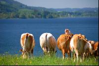Cattle at lake 1