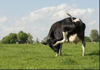 Holstein Weide 177