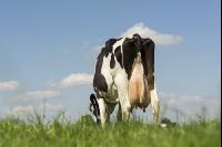 Holstein pasture 165