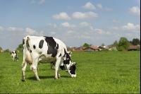 Holstein Weide 164