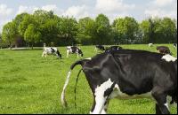Holstein pasture 161