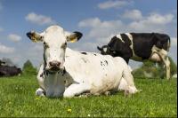 Holstein pasture 154