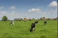 Holstein pasture 140