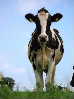 Holstein pasture 20