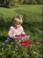 Mostapfel klauben 38