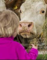 Kinder im Kuhstall 3