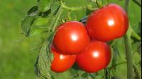 Tomate 12