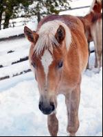 Haflinger Wintereinbruch 3