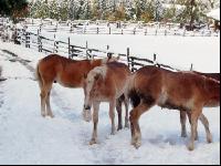 Haflinger Wintereinbruch 2