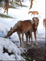Haflinger Wintereinbruch 1