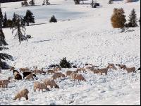 Schafe Wintereinbruch 1