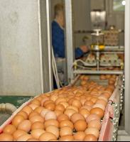 Eier Sortierung 3