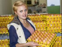 Eier Sortierung 29