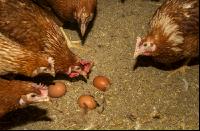 Brown laying hens 31