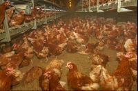 Brown laying hens 22