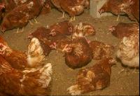 Brown laying hens 20