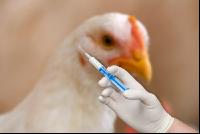 Broiler vaccination 4