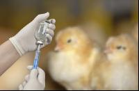 Broiler vaccination 2