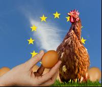 EU and egg price