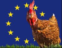 EU and laying hen