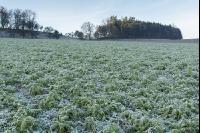 Rettich Platterbse abgefrostet 2