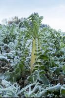 Rettich Platterbse abgefrostet 3