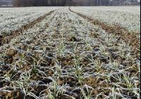 Weizen Frost 8