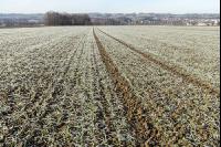 Weizen Frost 9