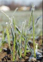 Weizen Frost 11