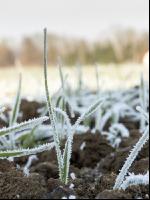 Weizen Frost 12
