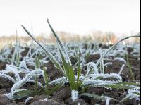 Weizen Frost 13