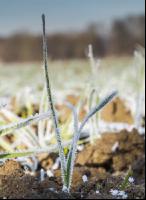 Weizen Frost 14