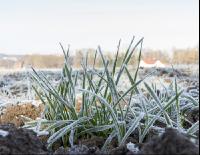 Weizen Frost 15