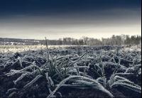 Weizen Frostnacht