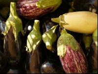 Aubergine 10