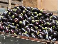 Aubergine 11