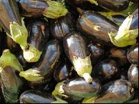 Aubergine 1