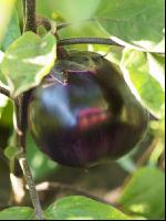 Aubergine 6