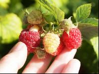 Himbeeren 7