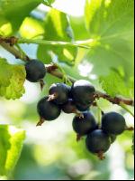 Jostabeeren 4